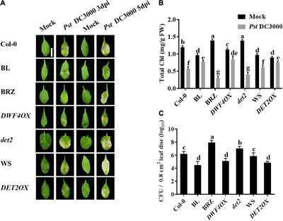 Brassinosteroids Positively Regulate Plant Immunity via BRI1-EMS-SUPPRESSOR 1-Mediated GLUCAN SYNTHASE-LIKE 8 Transcription